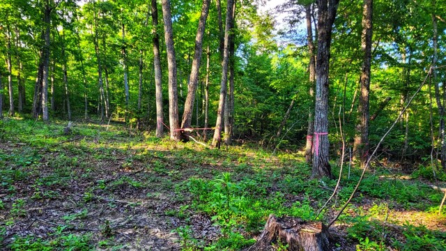 1139 Chestnut Ridge Rd, Spring City, TN 37381 - photo 14