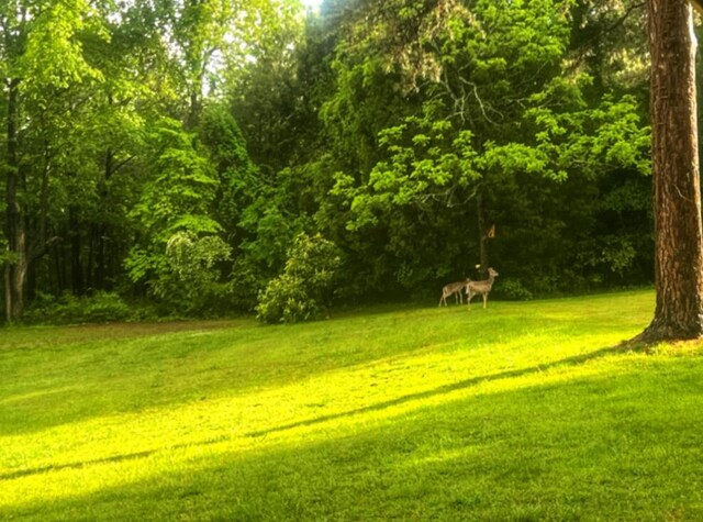 229 Plerce Hill St, Spring City, TN 37381 - view of grassy yard with a wooded view