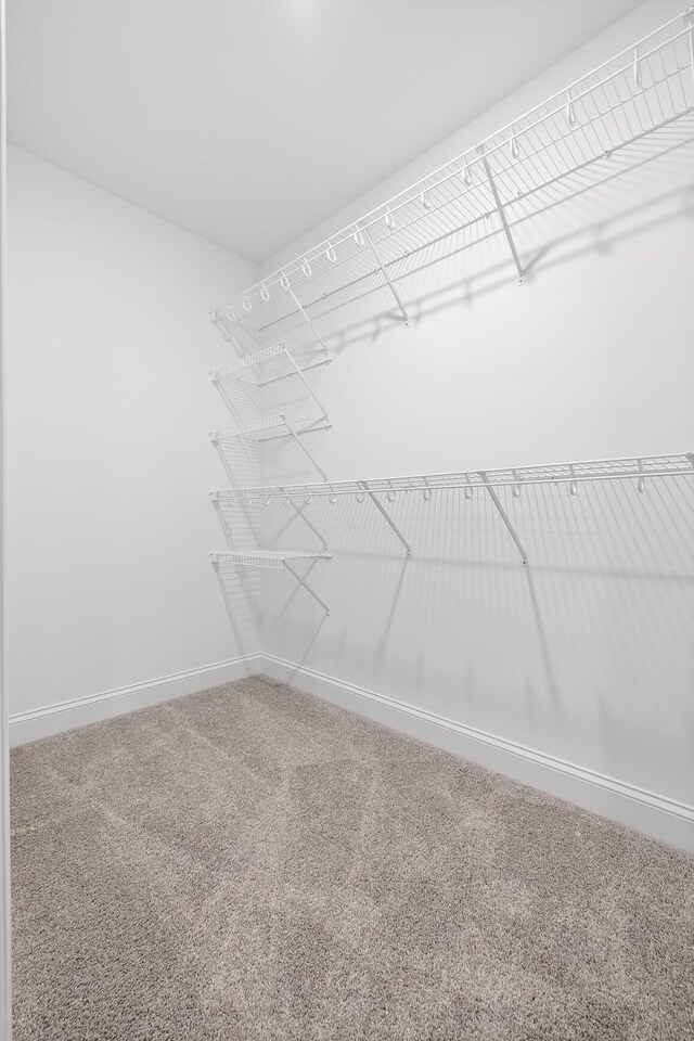 walk in closet featuring carpet flooring