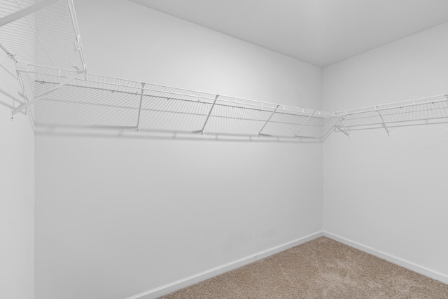 spacious closet featuring carpet