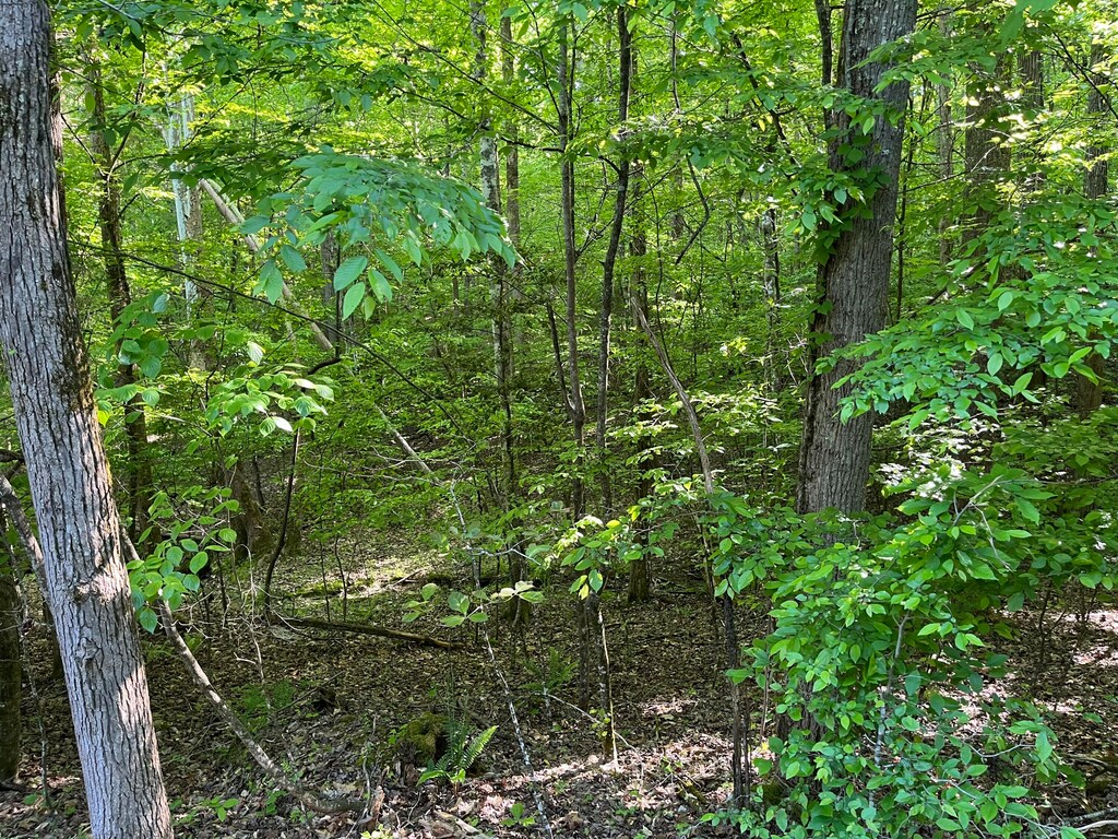 373-375 Beta Dr, Spring City, TN 37381 - photo 2