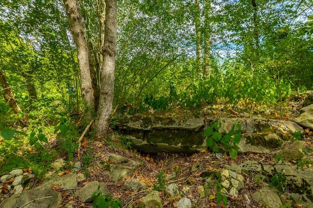 view of local wilderness