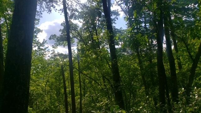 Listing photo 3 for 00 Clifton Cemetery Rd, Spring City TN 37381