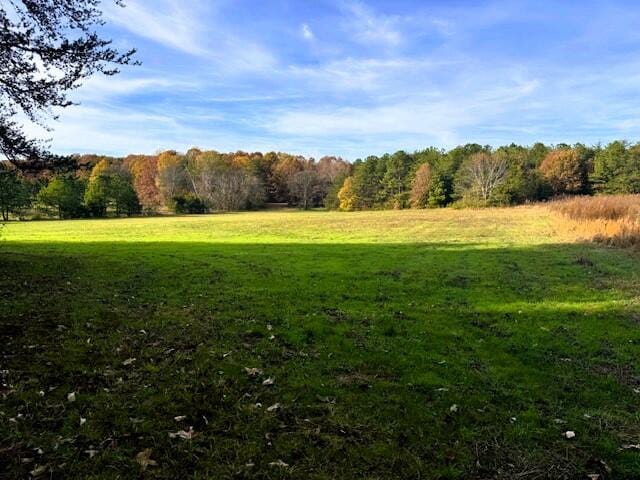 view of local wilderness