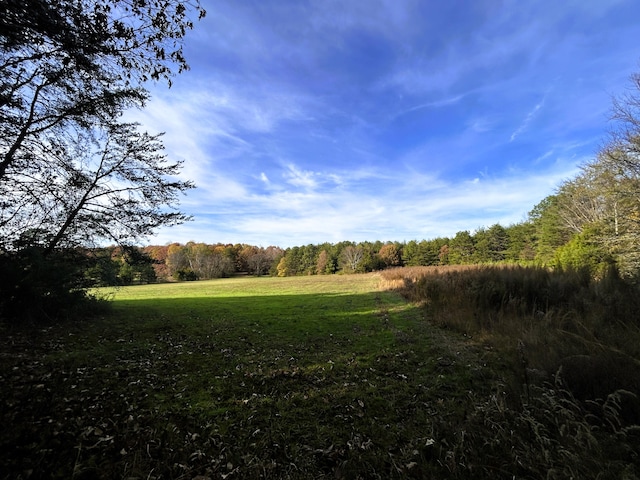 view of local wilderness