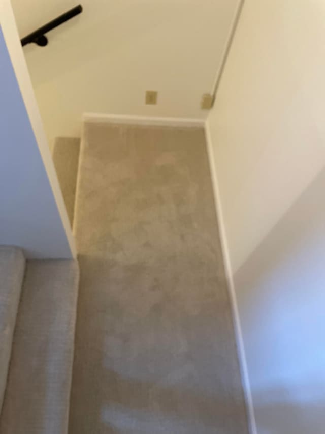 staircase featuring carpet floors