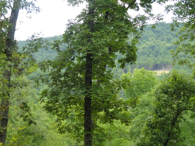 2277 Tellico Reliance Rd, Reliance, TN 37369 - photo 11
