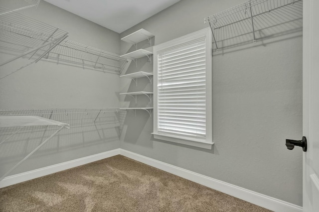 walk in closet featuring carpet flooring