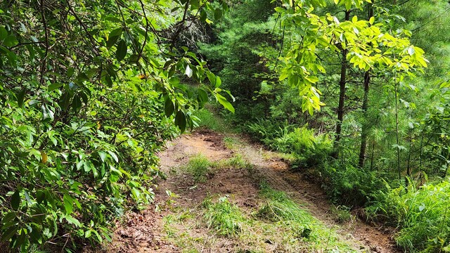 000 Tumbling Creek Rd, Copperhill, TN 37317