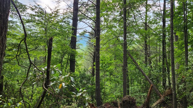 000 Tumbling Creek Rd, Copperhill, TN 37317