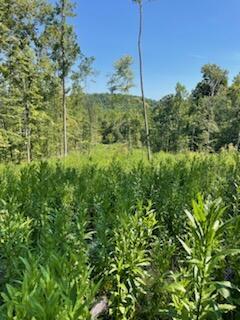 2220 Ruritan Rd, Harriman, TN 37748 - photo 16