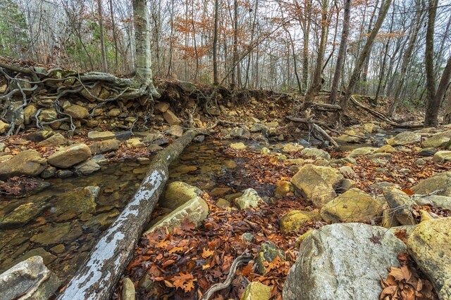 view of local wilderness