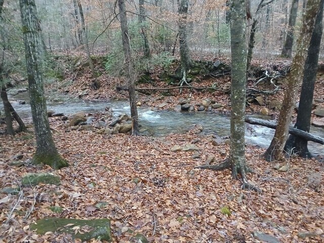 view of local wilderness