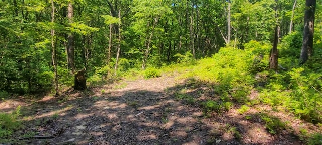 5.21ACRES Browns Holler Rd, Spring City, TN 37381 - photo 5