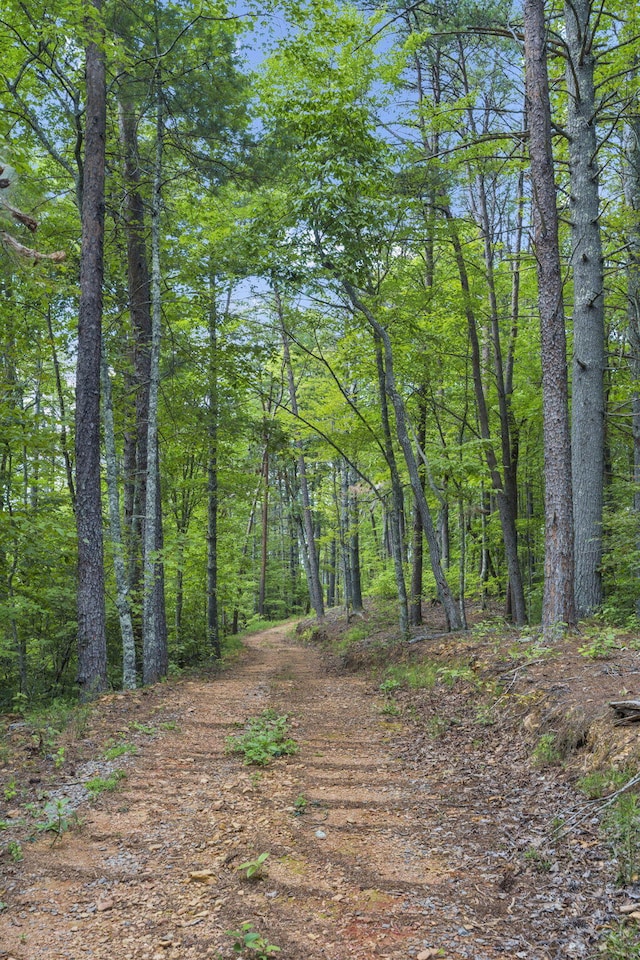 view of local wilderness