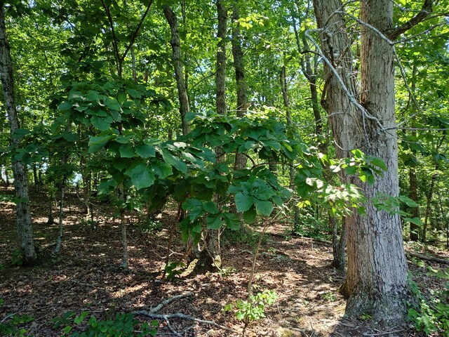 44ACRES Hiwassee Hwy, Dayton, TN 37321 - photo 26