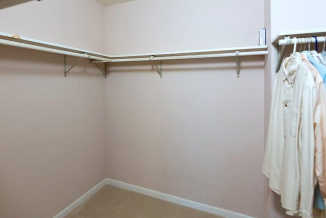 walk in closet with carpet flooring