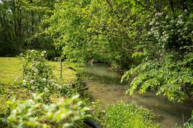 view of local wilderness