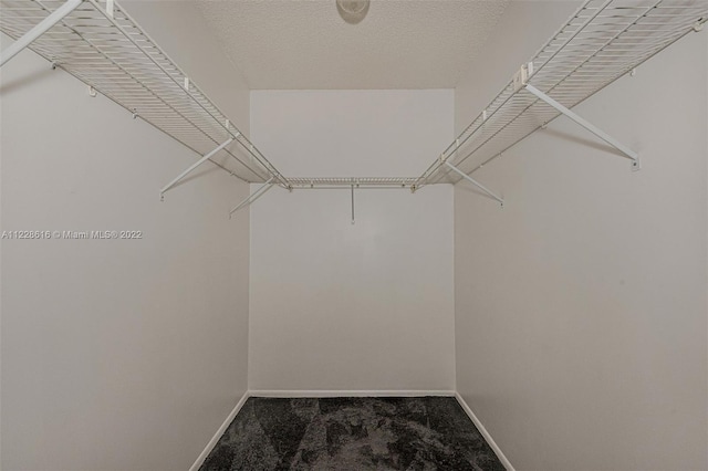 spacious closet featuring carpet