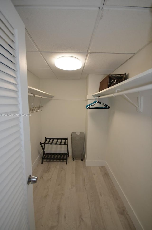 spacious closet featuring a paneled ceiling and light hardwood / wood-style flooring