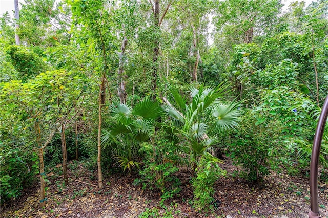 view of local wilderness