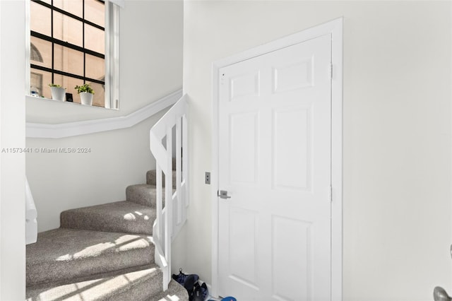 staircase with carpet floors