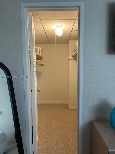 spacious closet with a paneled ceiling and carpet