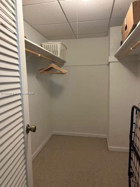 spacious closet featuring a paneled ceiling and carpet floors