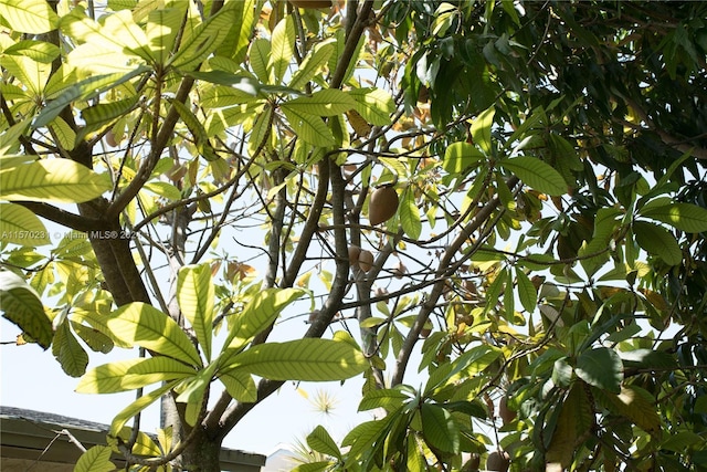 view of local wilderness