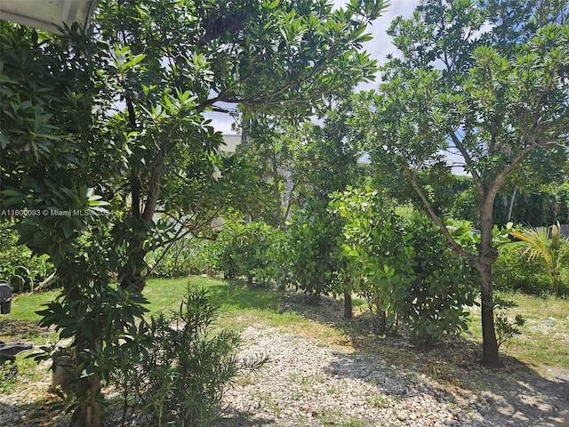 view of local wilderness