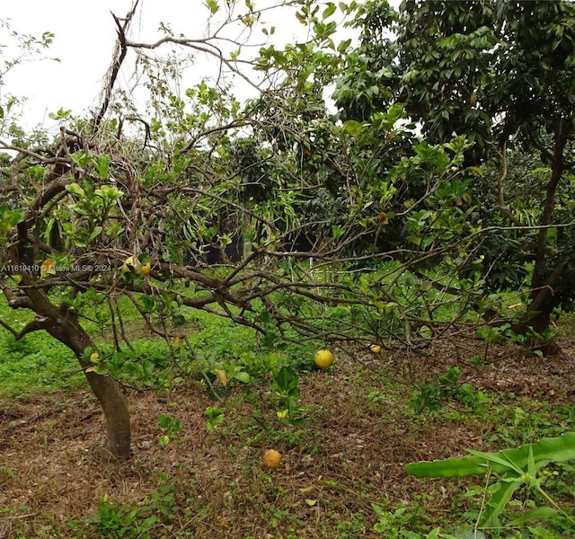 view of local wilderness