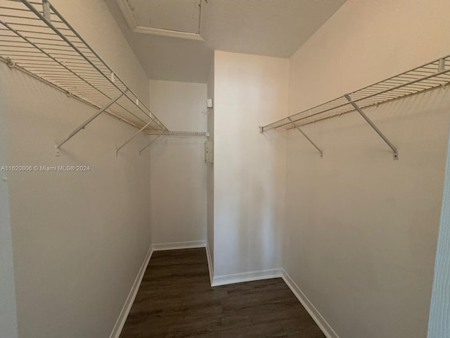 spacious closet featuring dark hardwood / wood-style flooring