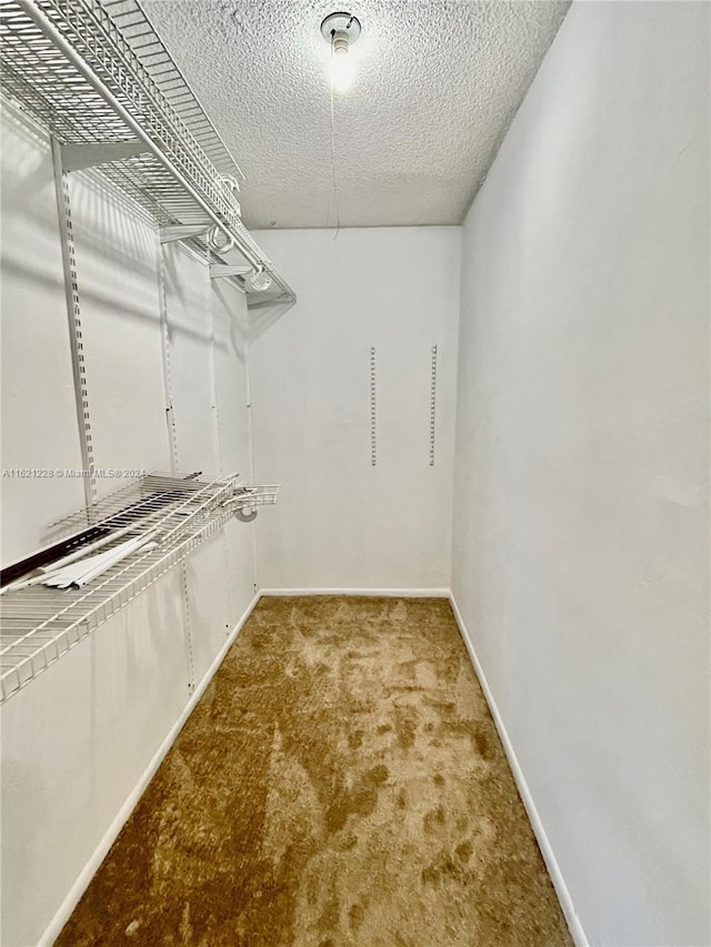 spacious closet featuring carpet