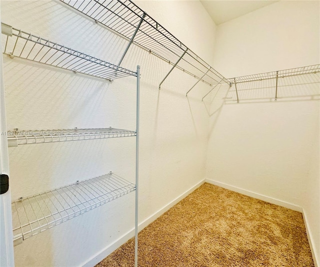 spacious closet with carpet floors