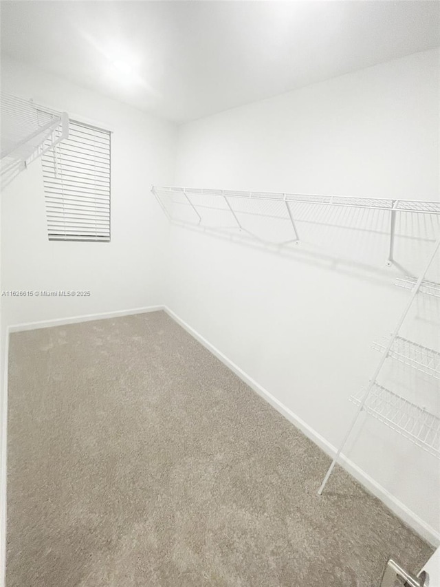 walk in closet with carpet flooring