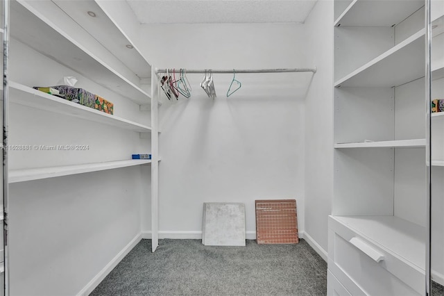 walk in closet featuring carpet floors