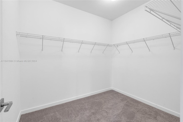 walk in closet featuring carpet