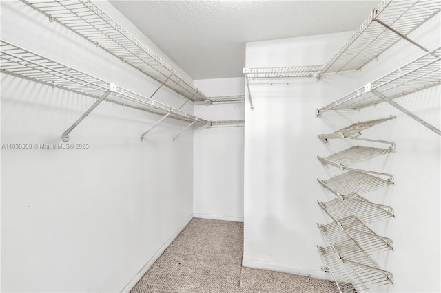 walk in closet with carpet flooring