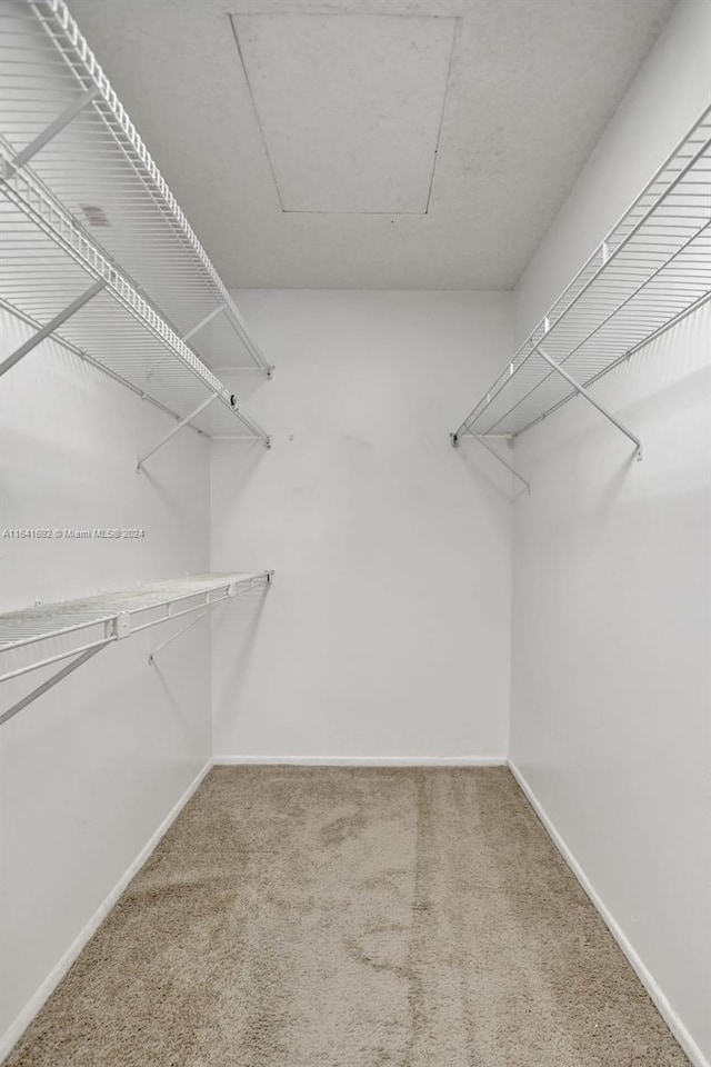 walk in closet featuring carpet floors