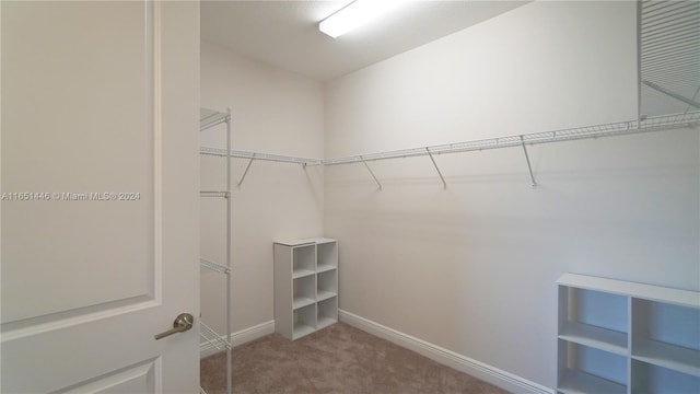 walk in closet with carpet flooring