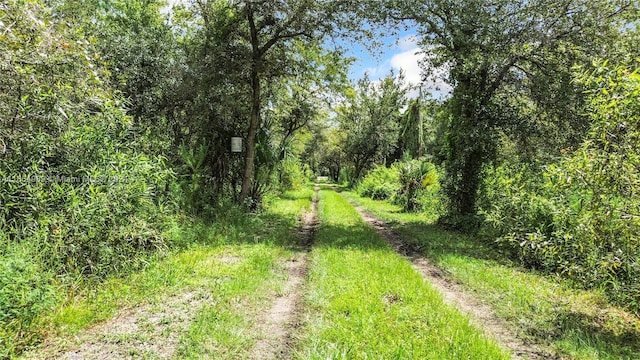 view of local wilderness