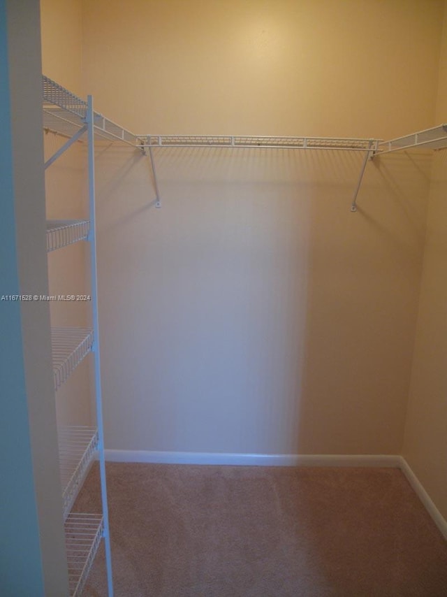 spacious closet featuring carpet