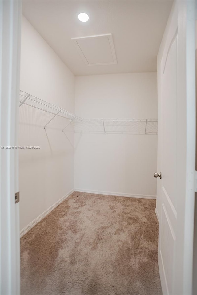 spacious closet featuring carpet