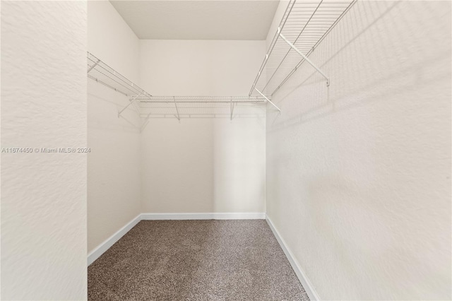 walk in closet featuring carpet floors