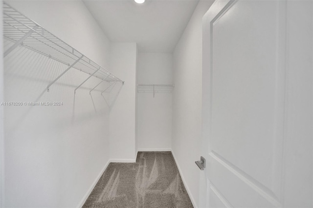 spacious closet featuring carpet floors