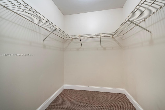 walk in closet featuring carpet