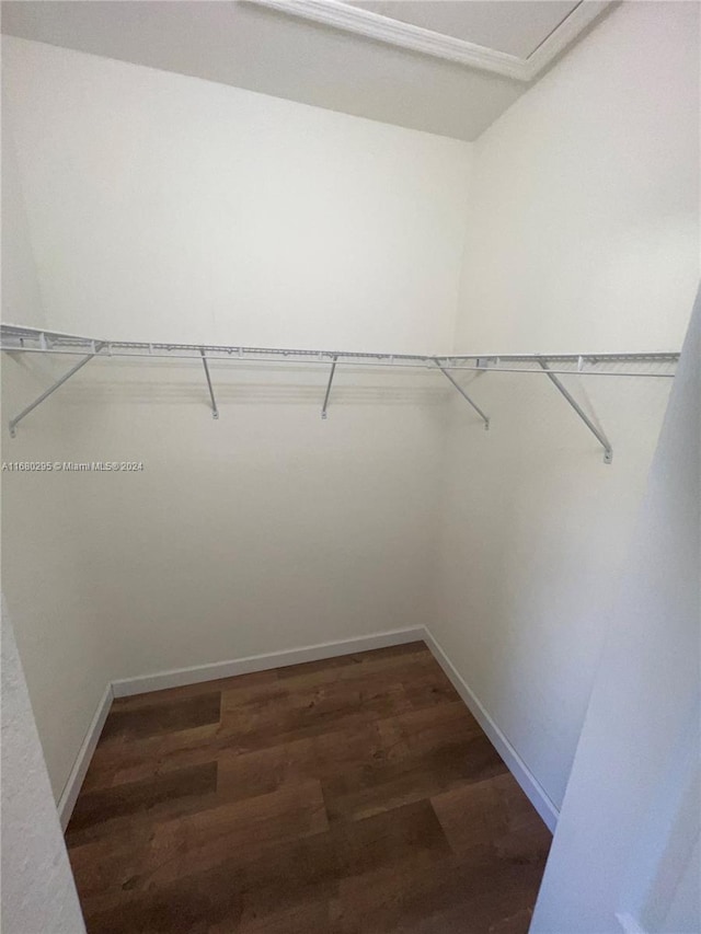 spacious closet featuring dark wood-type flooring