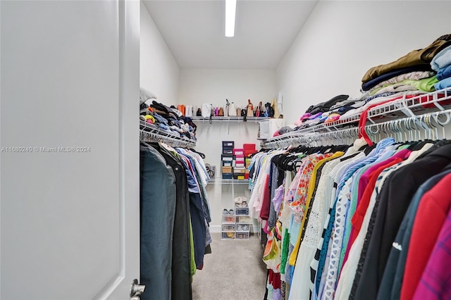 spacious closet featuring carpet flooring