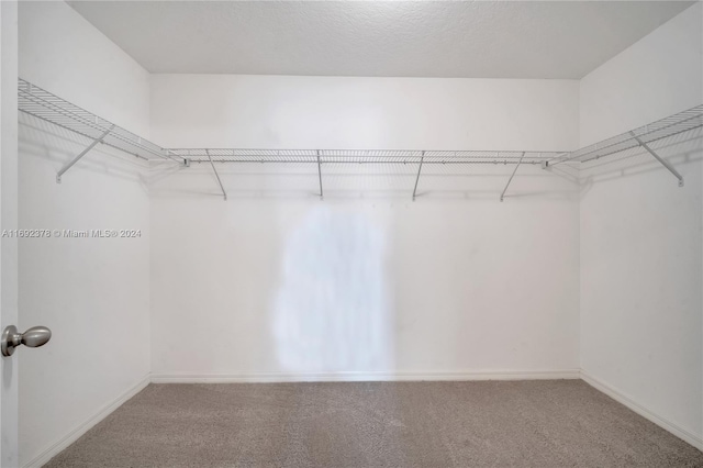 spacious closet featuring carpet floors