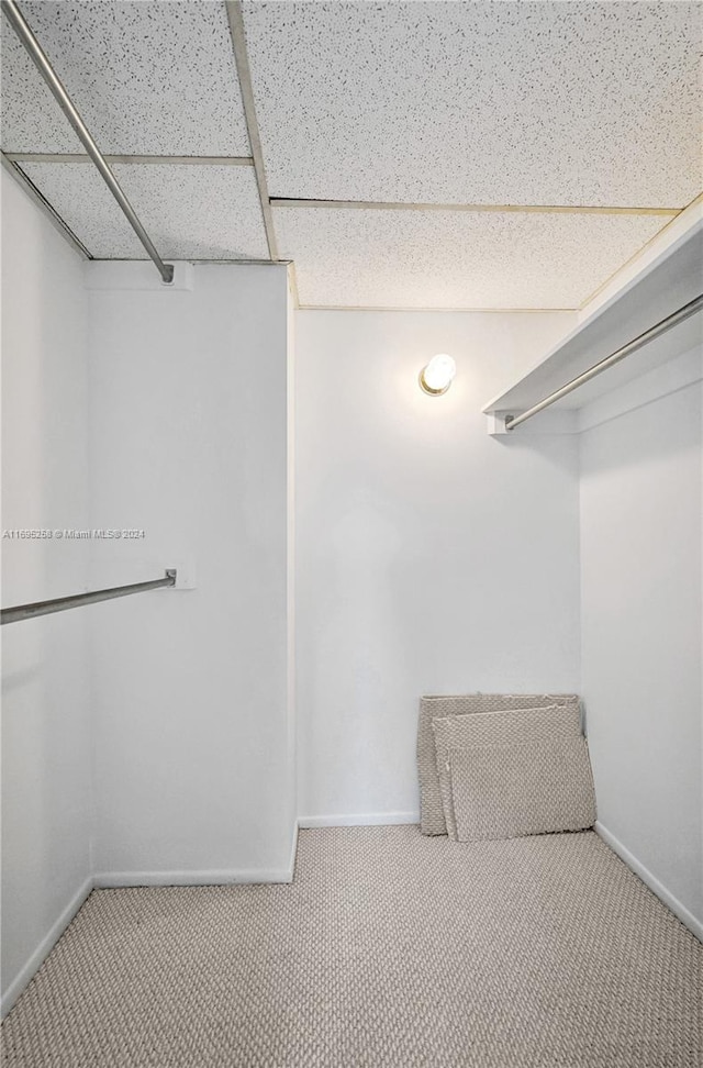 spacious closet featuring a drop ceiling and carpet floors